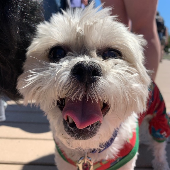 Meet your Posher, Tyce - Picture 3 of 5